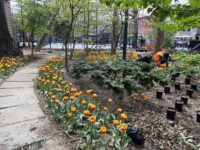 volunteer planting tulips in the park